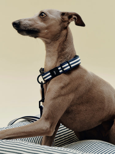 Dog wearing a striped harness on a striped cushion with a beige background