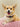 Corgi dog with a red and white striped collar sitting on a striped cushion.