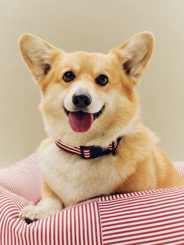Corgi dog with a red and white striped collar sitting on a striped cushion.