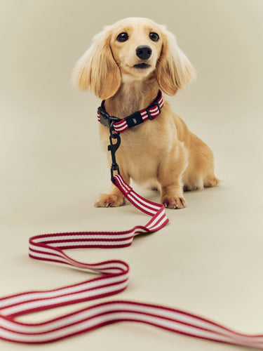 Small dog wearing a striped harness and leash on a plain background