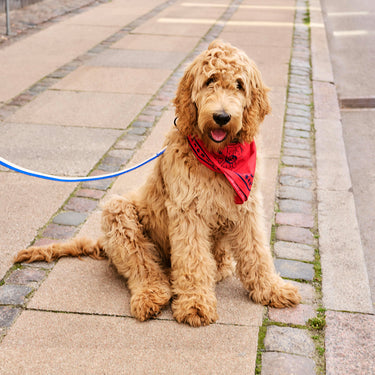 Hay - Dogs Scarf - Red