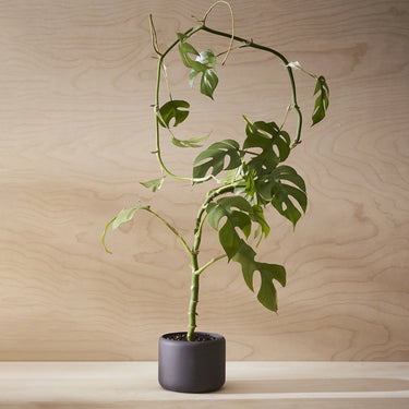 Aaron Probyn - Botany Plant Pot - Small - Black